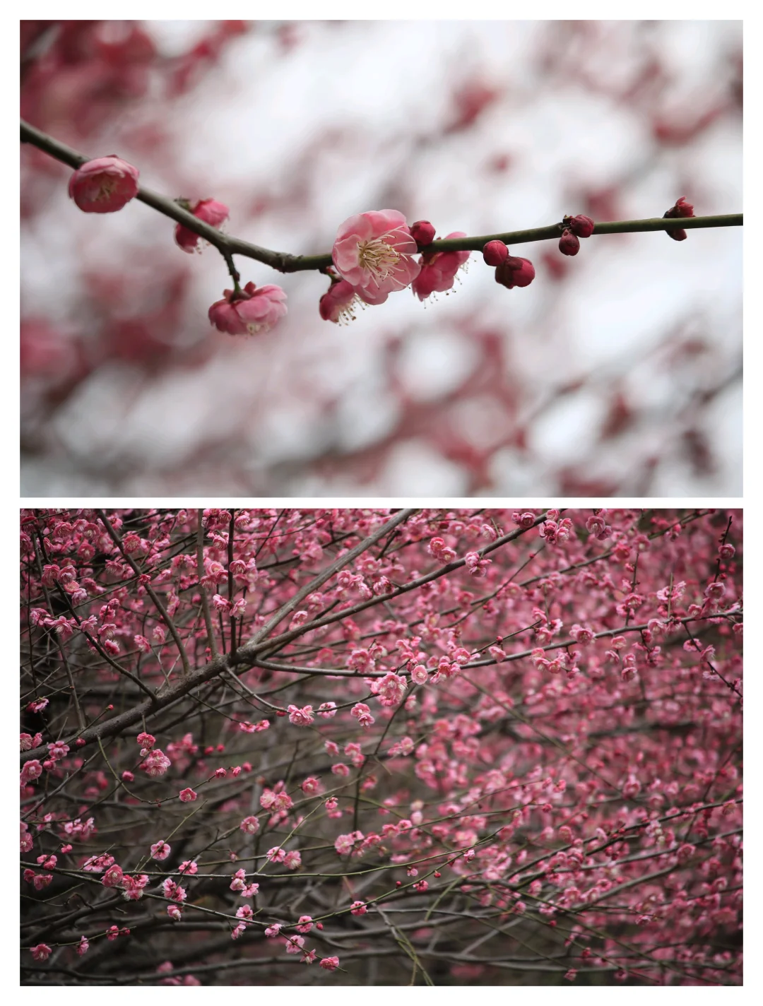 成都拍照地｜浣花溪春日梅花