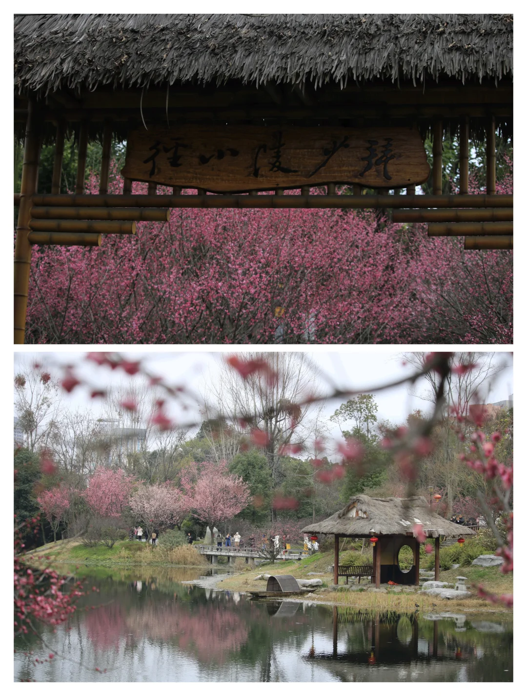 成都拍照地｜浣花溪春日梅花
