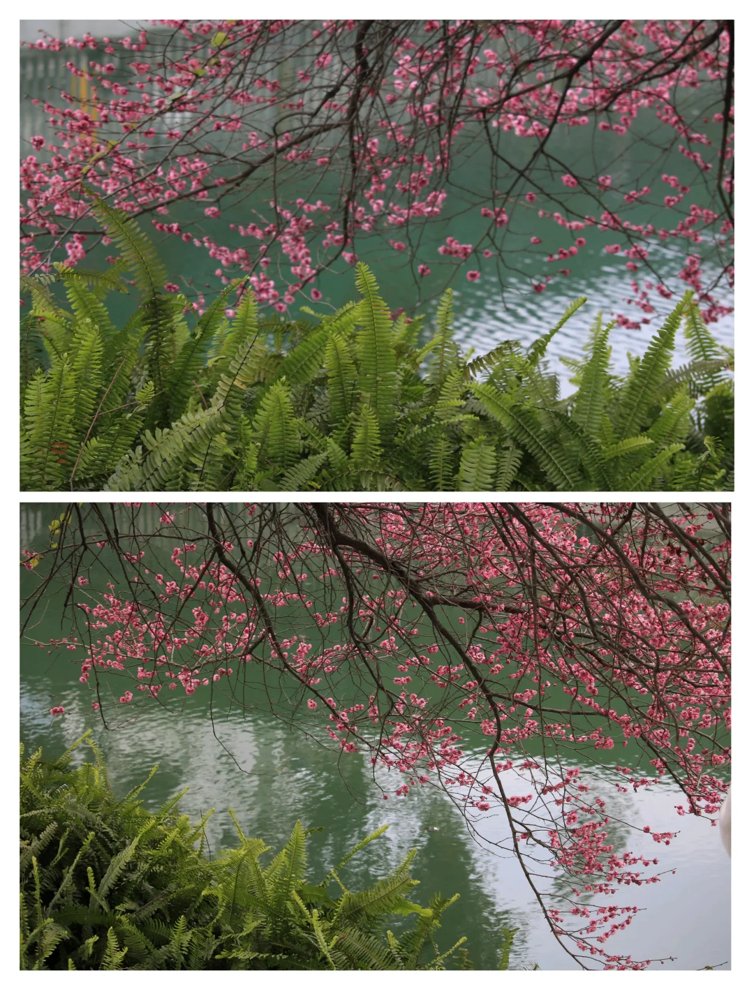 成都拍照地｜浣花溪春日梅花