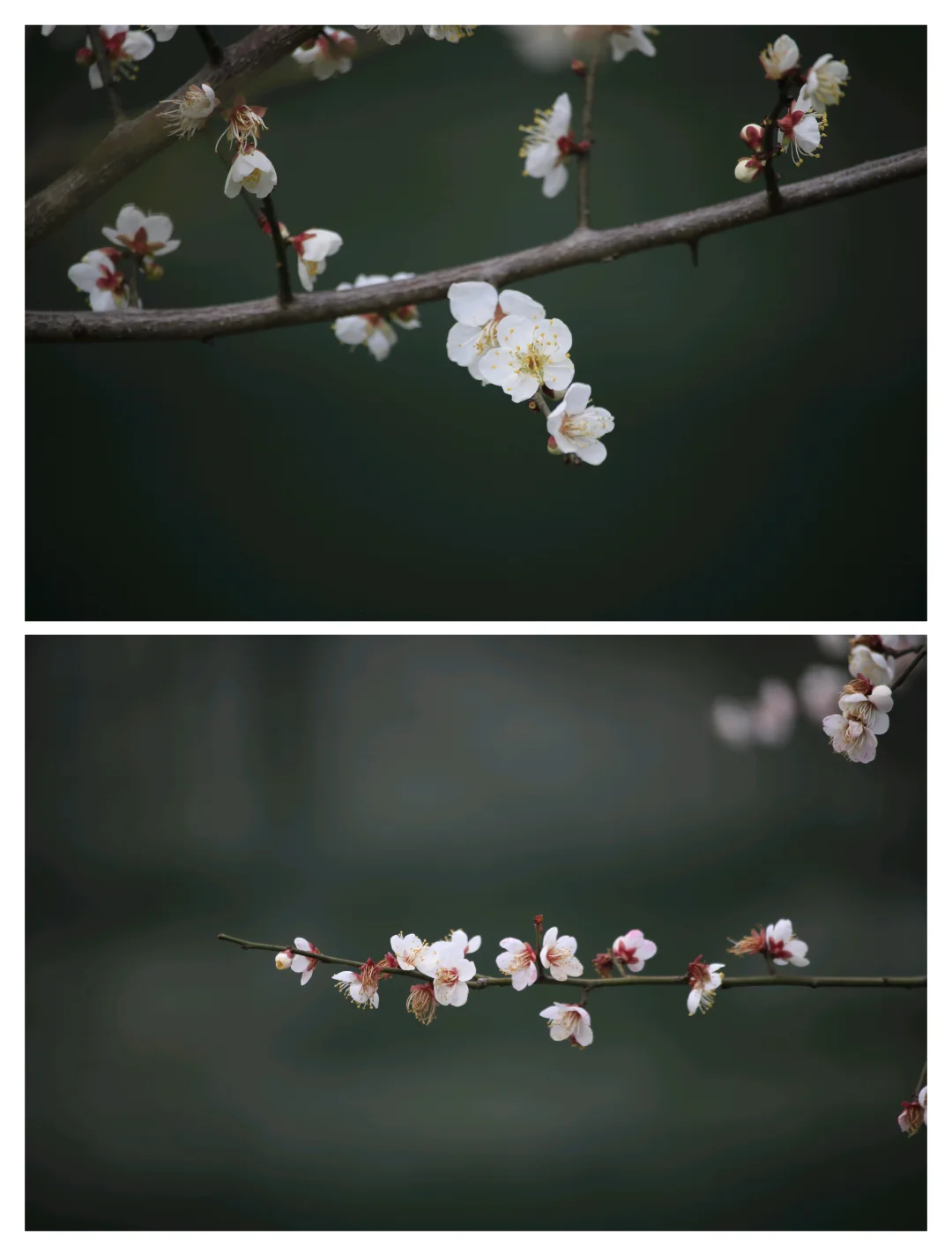 成都拍照地｜浣花溪春日梅花