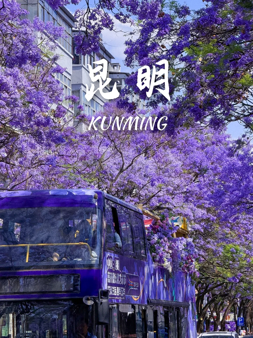 当我问DeepSeek春天可以去哪里赏花🌸