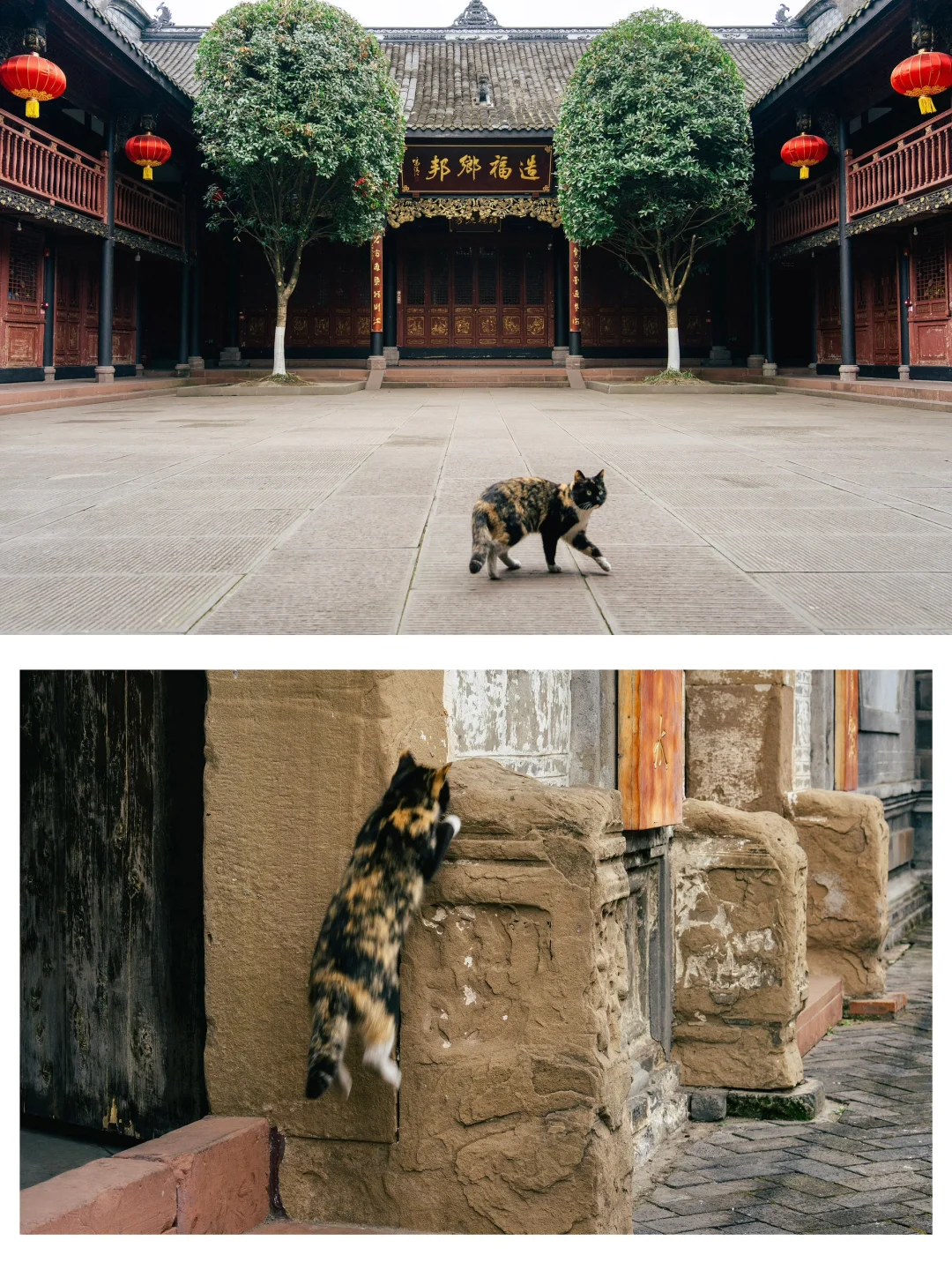 成都1小时直达！🏔雪山下的千年古镇有多绝！
