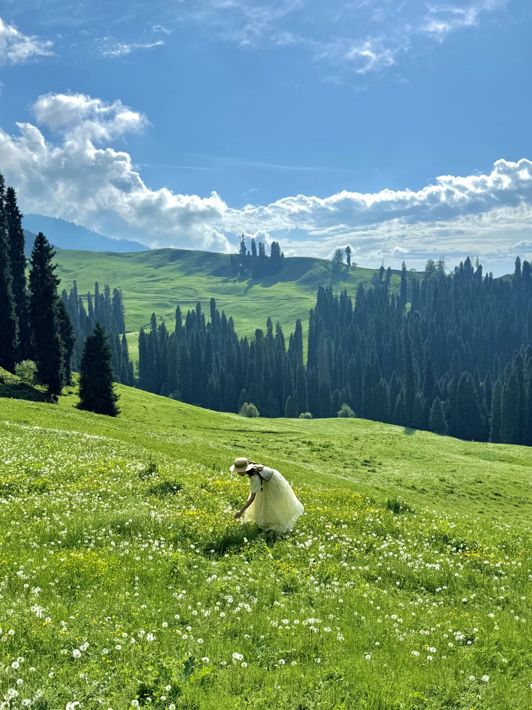 在新疆拍到了我的人生live！🌲