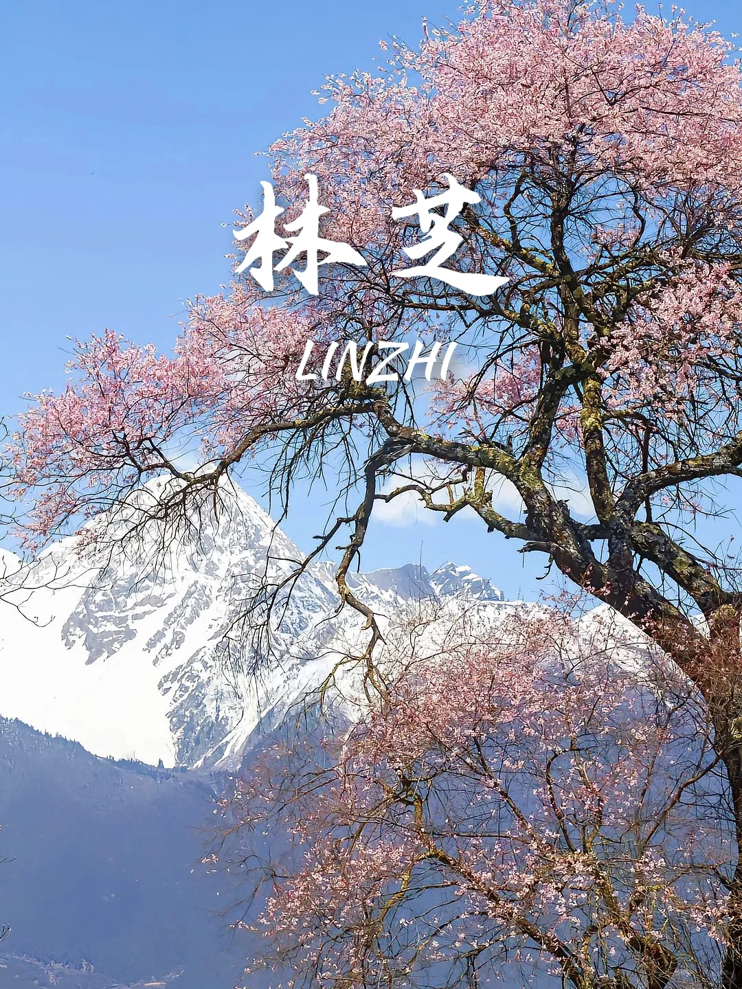 当我问DeepSeek春天可以去哪里赏花🌸