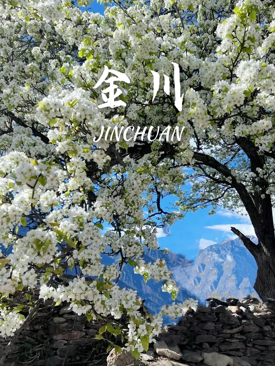 当我问DeepSeek春天可以去哪里赏花🌸