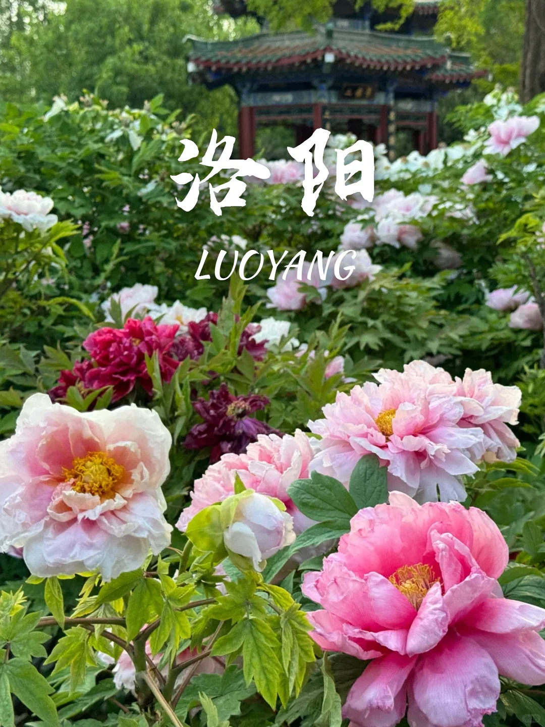 当我问DeepSeek春天可以去哪里赏花🌸