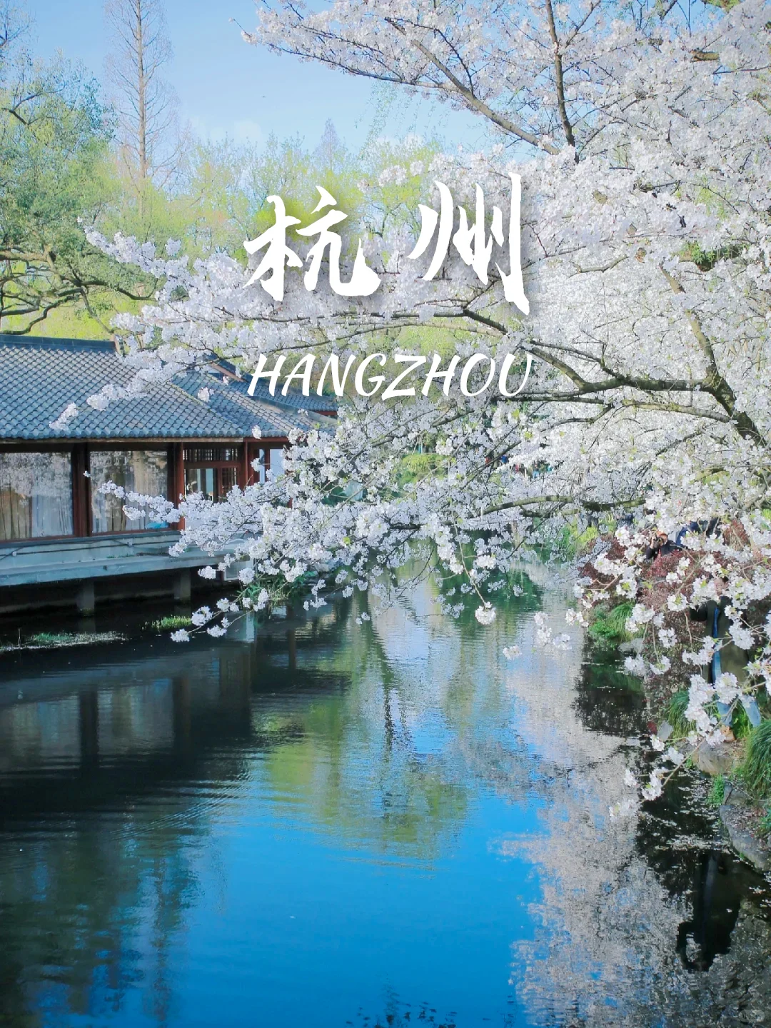 当我问DeepSeek春天可以去哪里赏花🌸