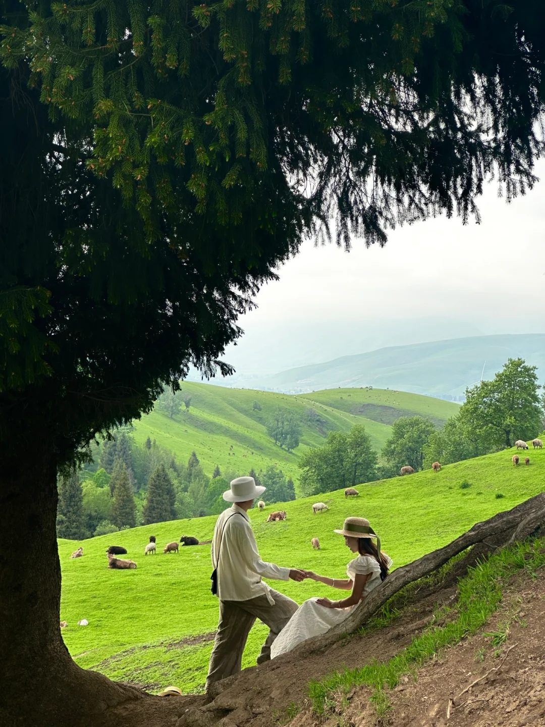 在新疆拍到了我的人生live！🌲