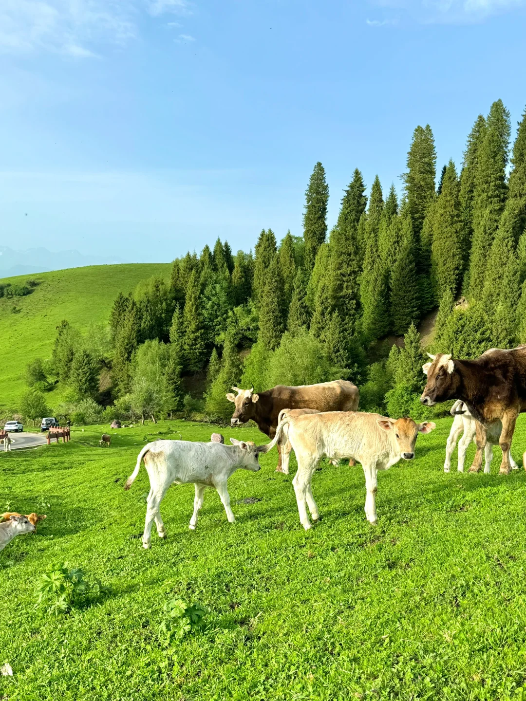 在新疆拍到了我的人生live！🌲