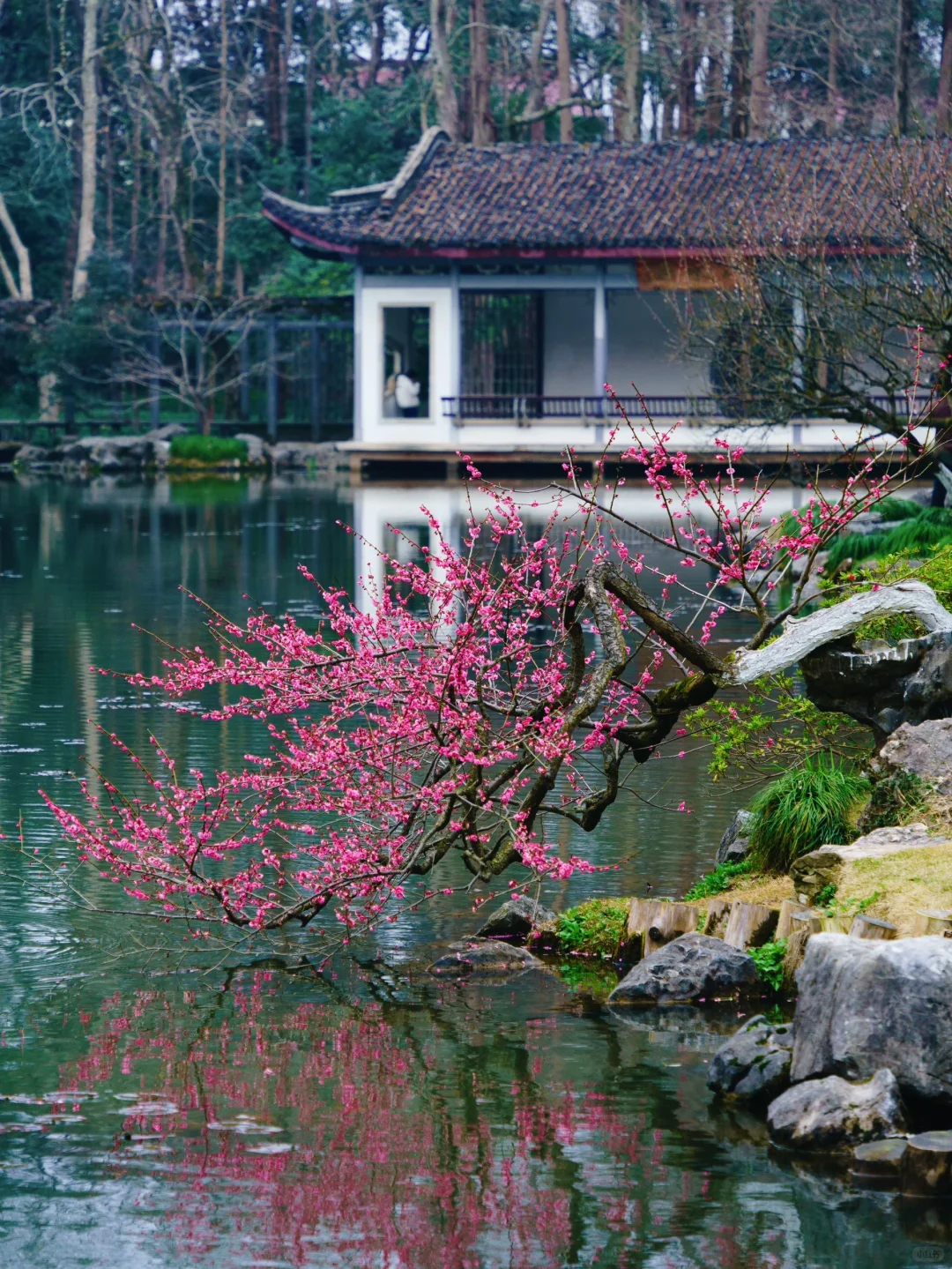 杭州梅花进度60%‼️推荐❾个人少小众赏花地