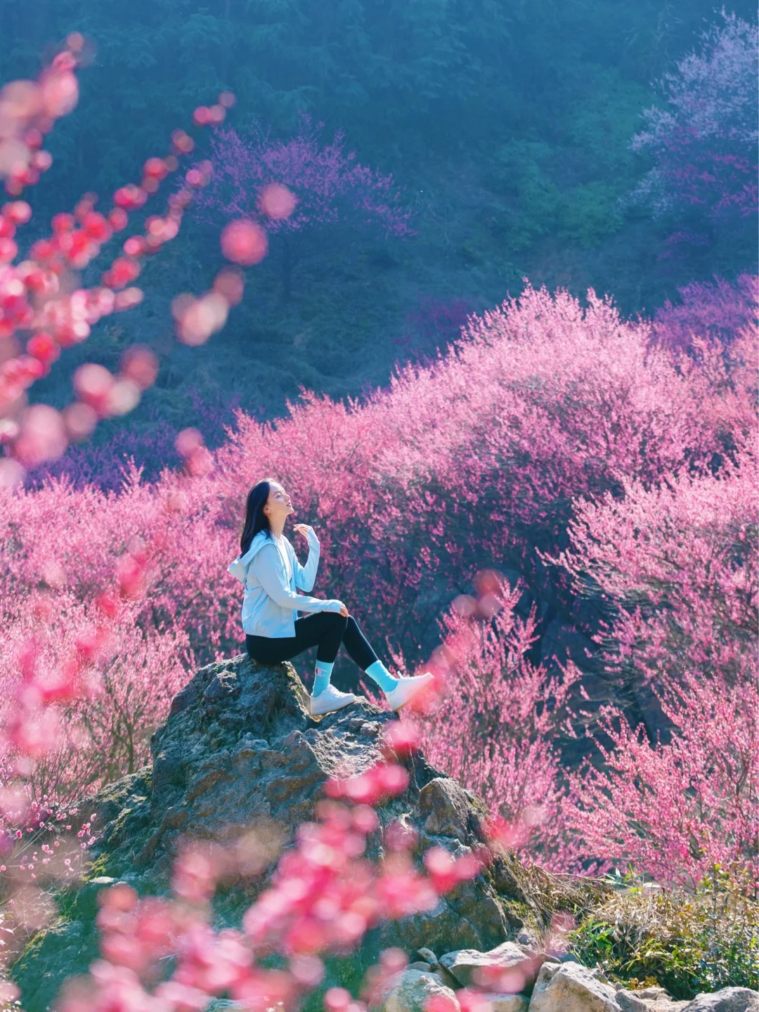 杭州梅花进度60%‼️推荐❾个人少小众赏花地