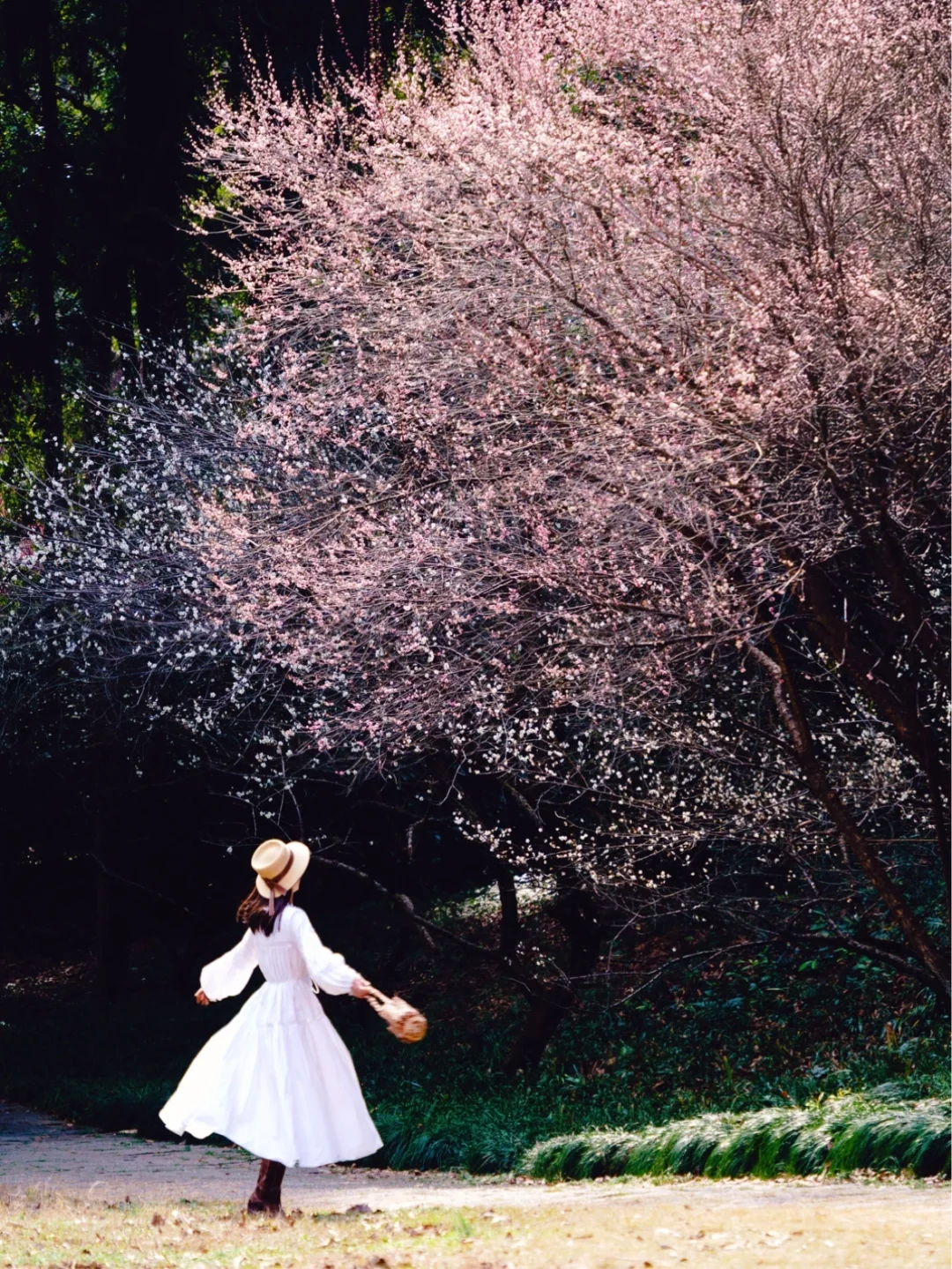 杭州梅花进度60%‼️推荐❾个人少小众赏花地