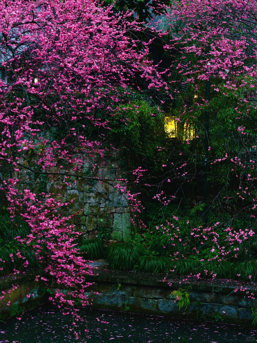 杭州梅花进度60%‼️推荐❾个人少小众赏花地