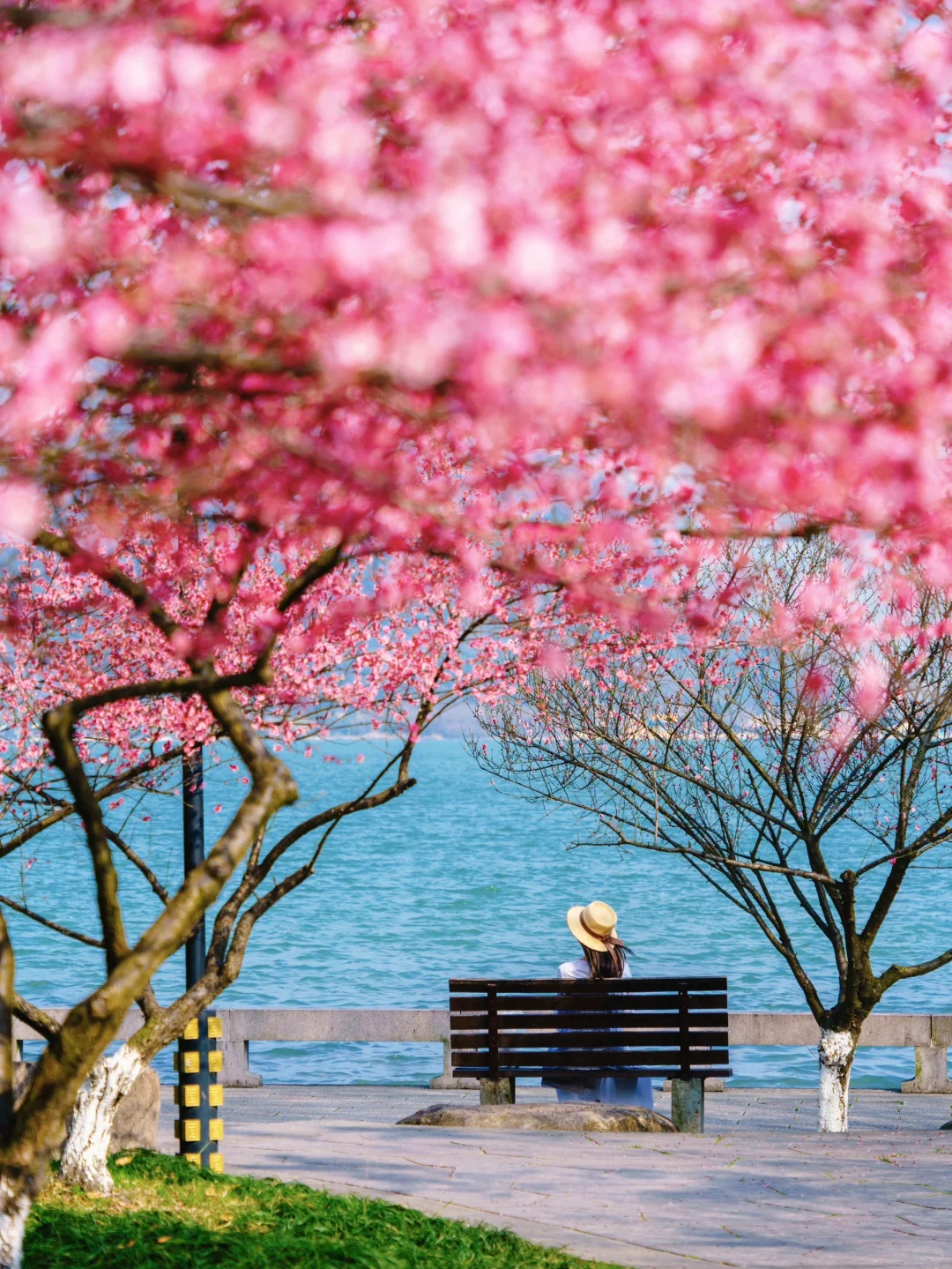 杭州梅花进度60%‼️推荐❾个人少小众赏花地