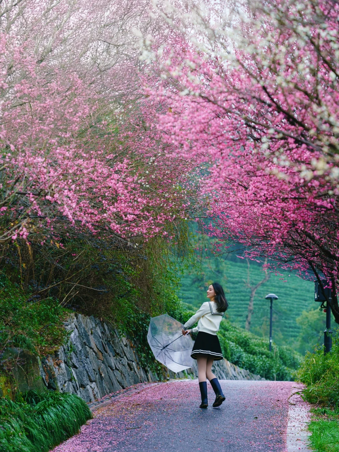 杭州梅花进度60%‼️推荐❾个人少小众赏花地