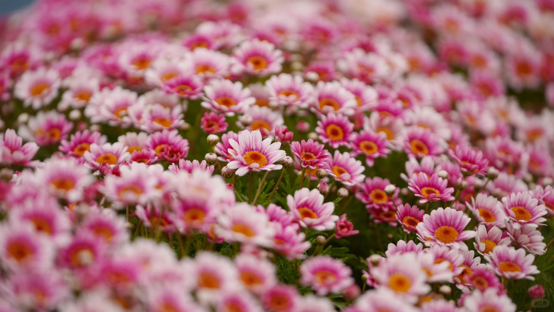避坑‼️阿署达四季花海景区