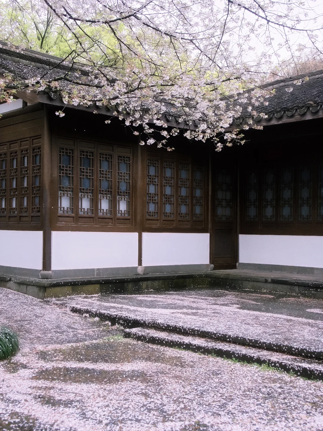 “照我说，烟花三月…🌸当然下杭州！！”