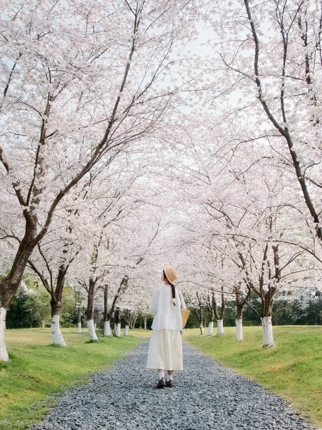 “照我说，烟花三月…🌸当然下杭州！！”
