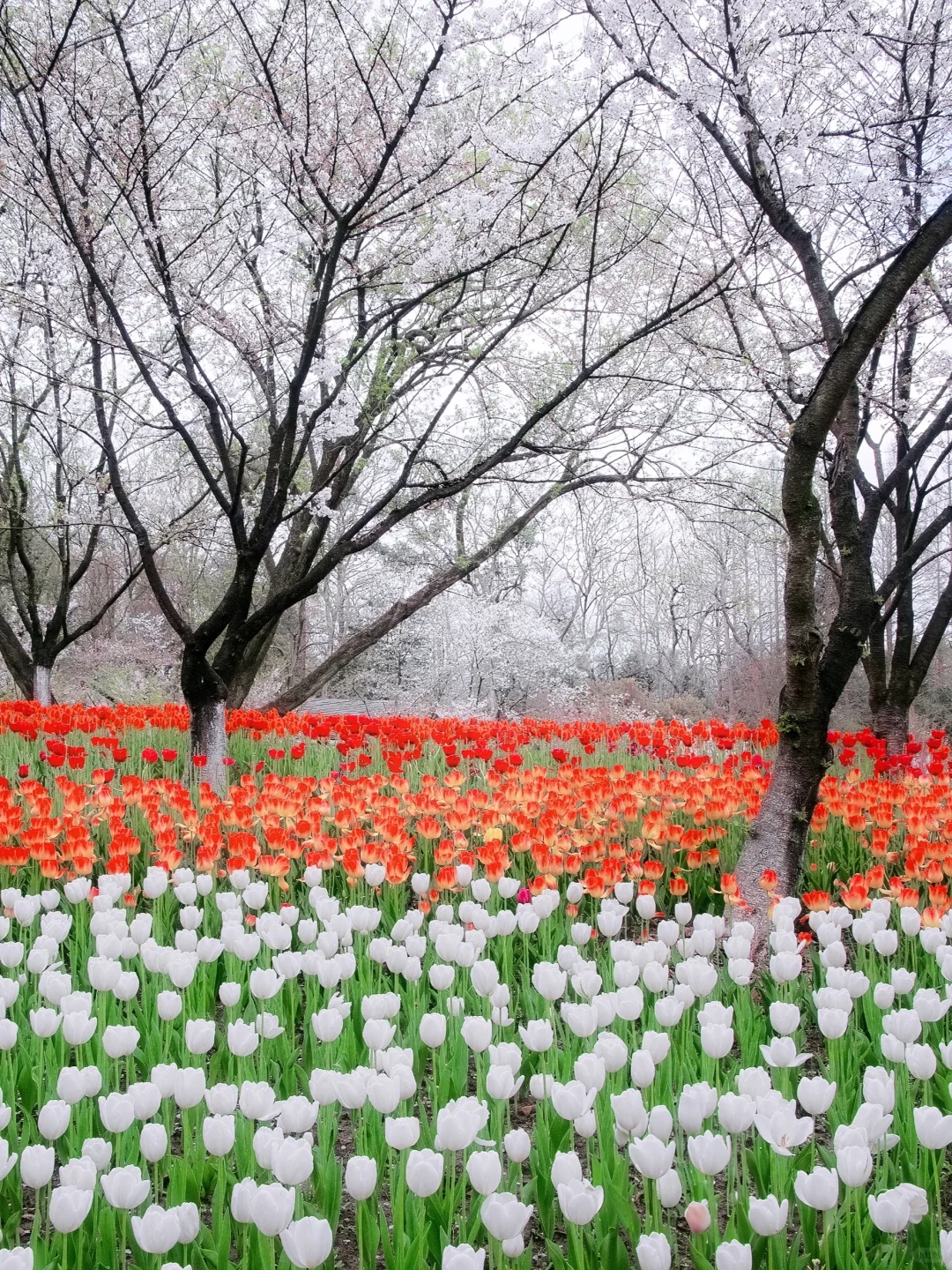 “照我说，烟花三月…🌸当然下杭州！！”