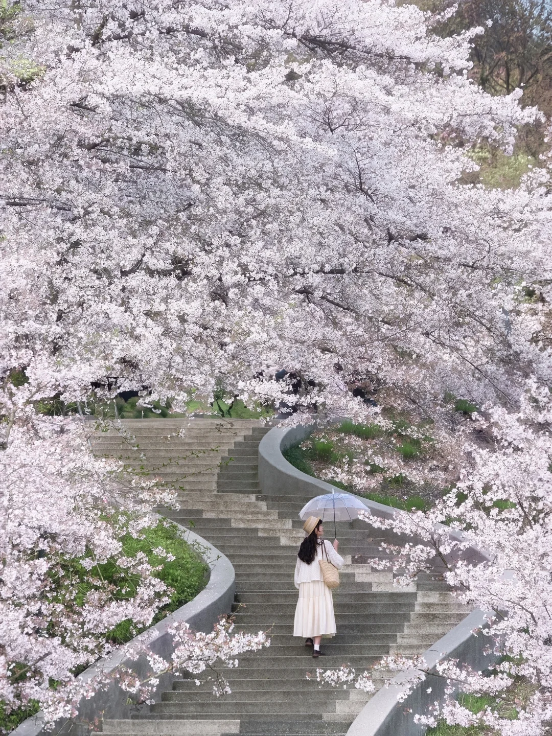 “照我说，烟花三月…🌸当然下杭州！！”