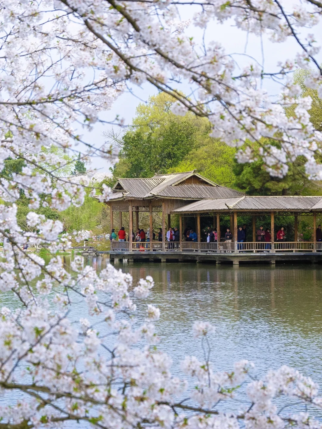 “照我说，烟花三月…🌸当然下杭州！！”