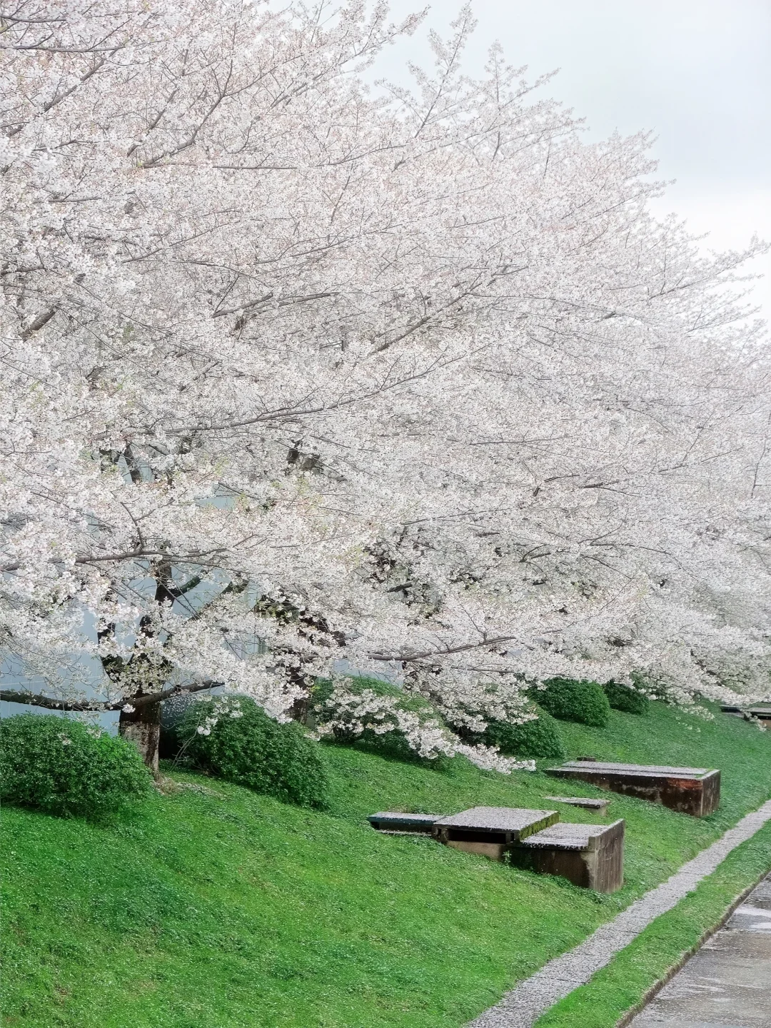 “照我说，烟花三月…🌸当然下杭州！！”