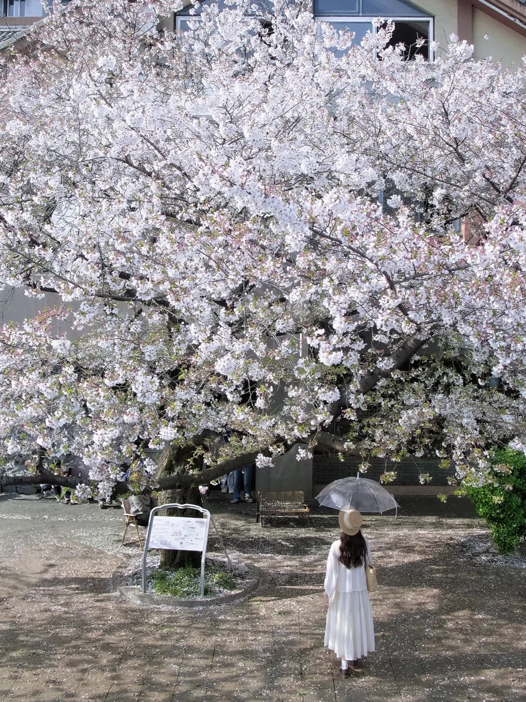 “照我说，烟花三月…🌸当然下杭州！！”