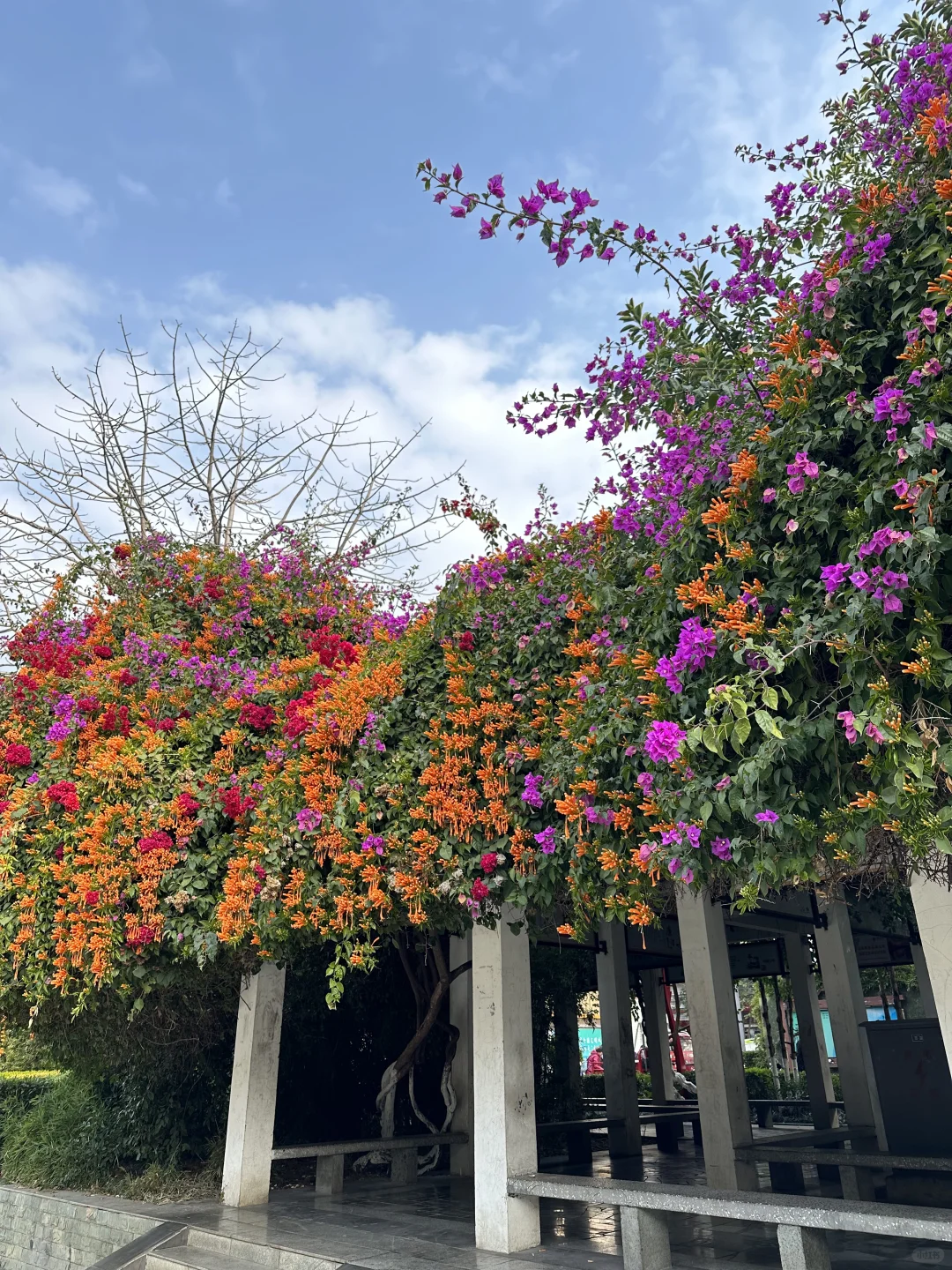 📍攀枝花22°c☀️的暖冬是成都人的最爱吧？