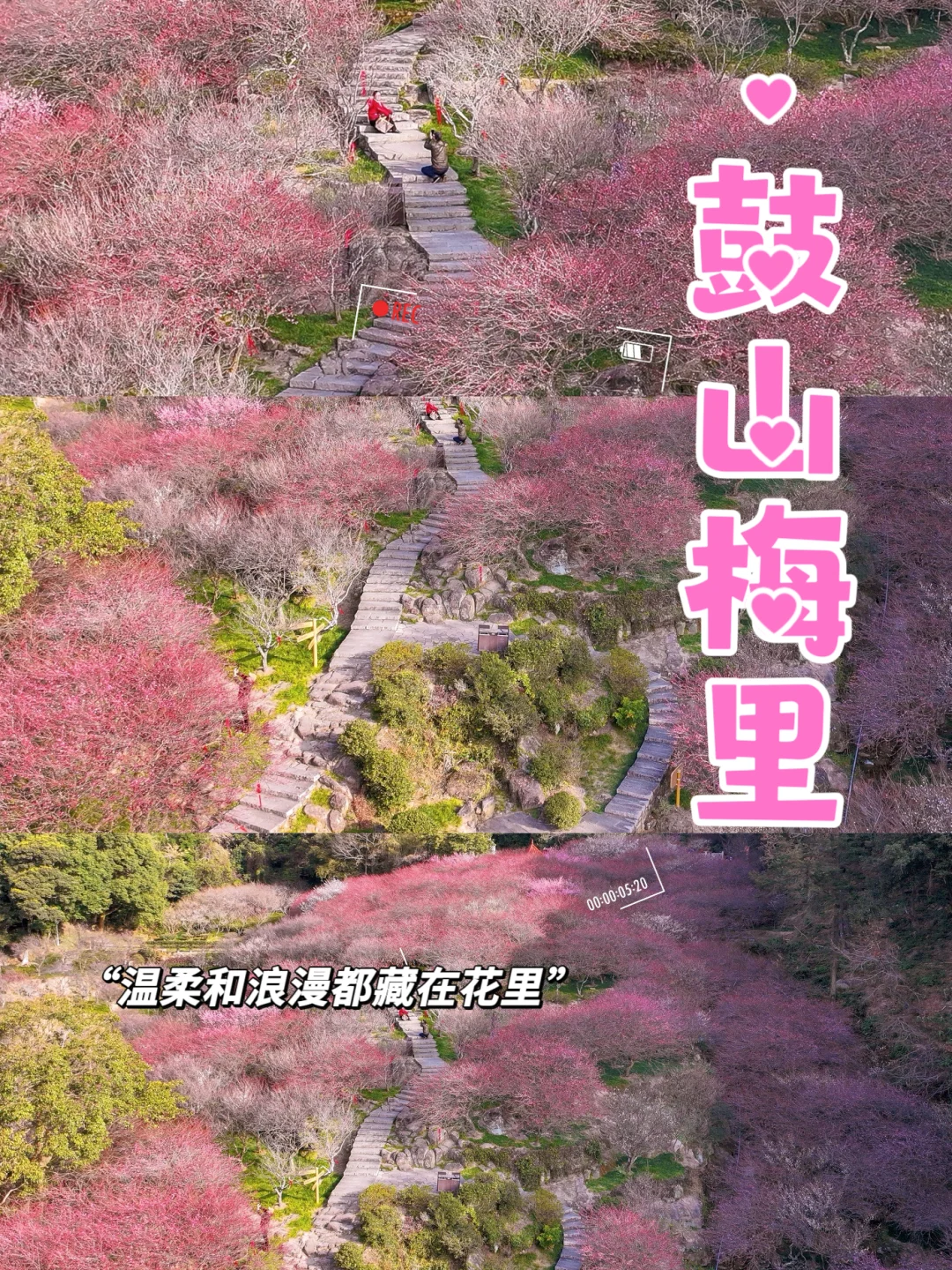 福州‼️十里梅花 🌸我刚好经过，你恰好盛开