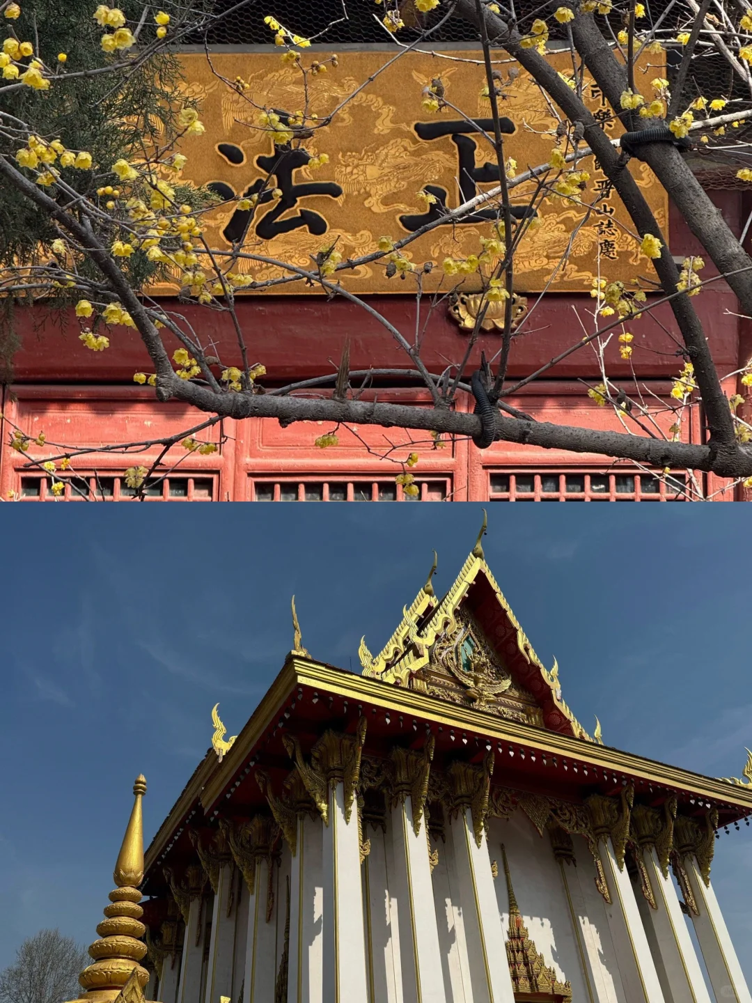 去洛阳前听点不一样的大实话吧……