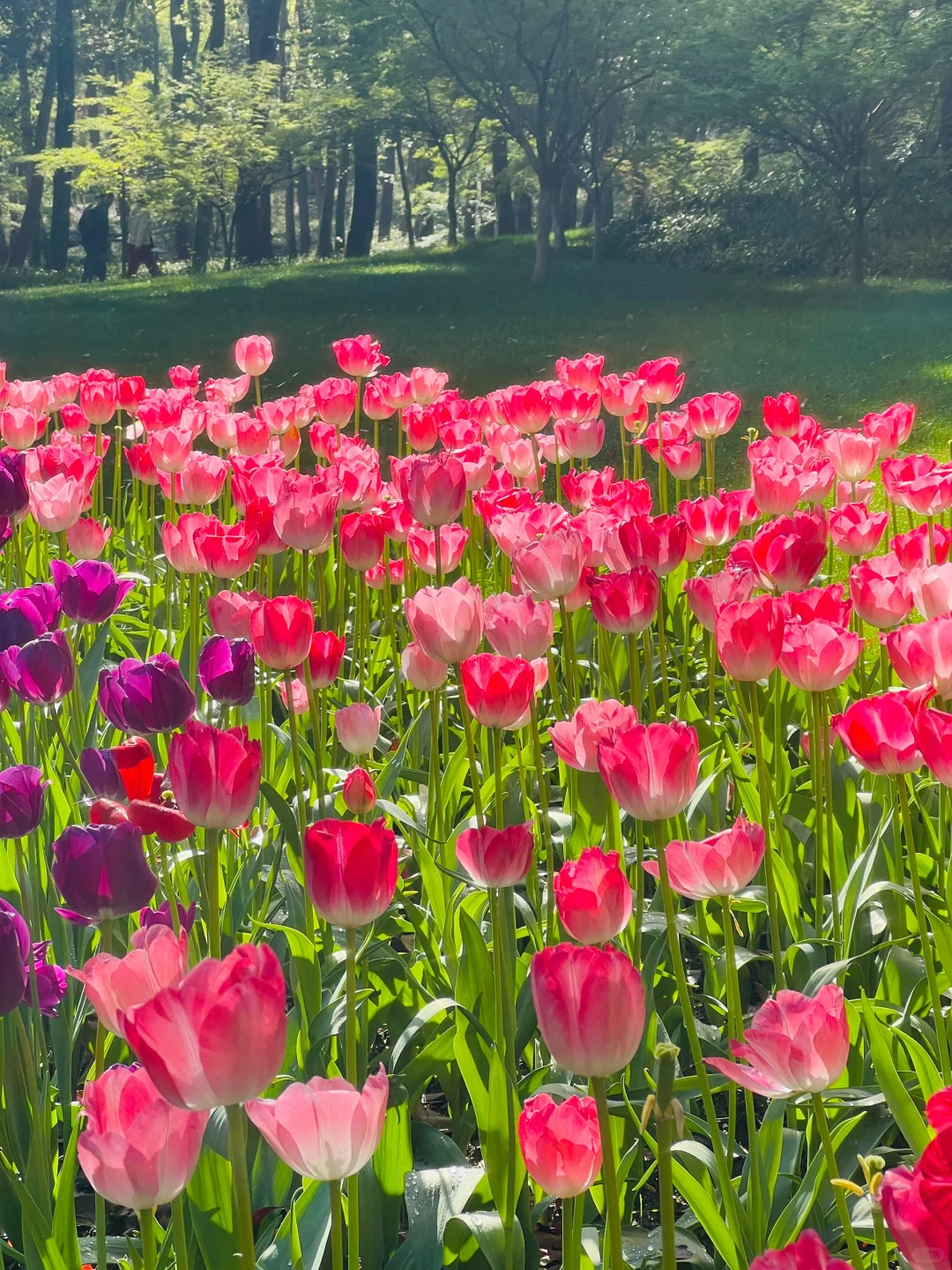 三月的杭州🌸这就是live图的意义吧