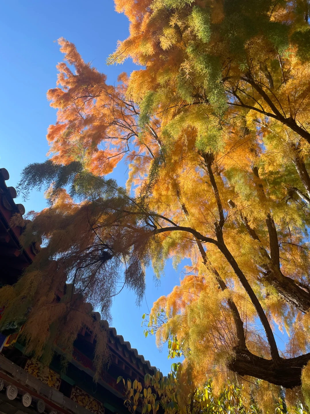 冬季就去云南感受丽江蓝吧