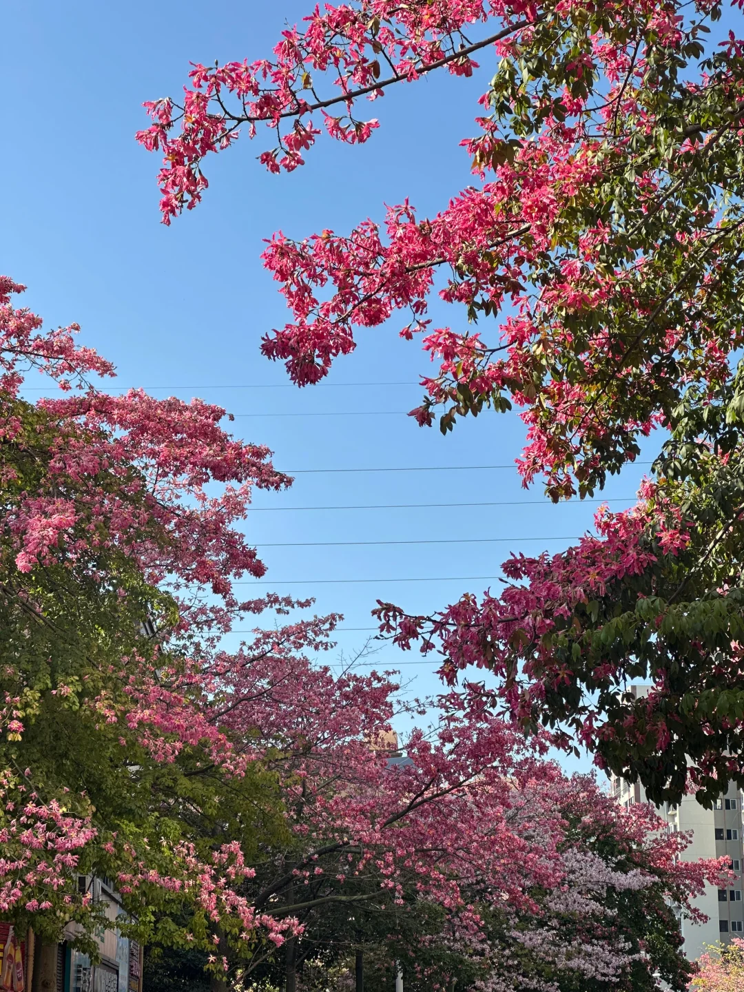 📍攀枝花22°c☀️的暖冬是成都人的最爱吧？