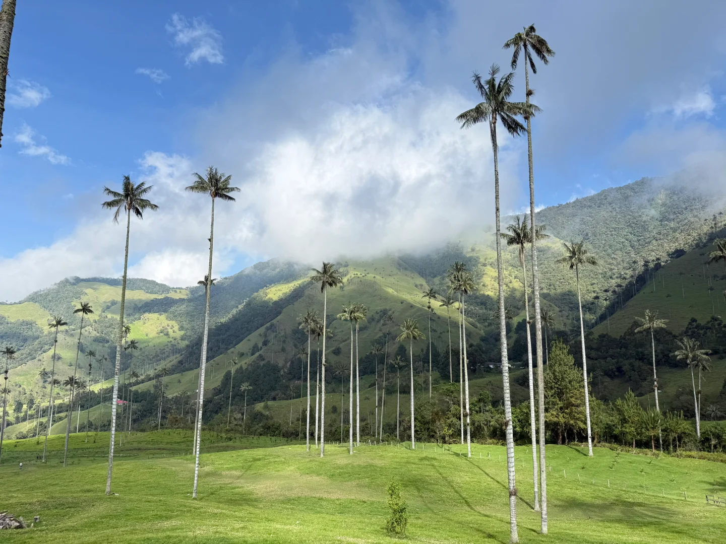 Valle de Cocora：南美的失落山谷
