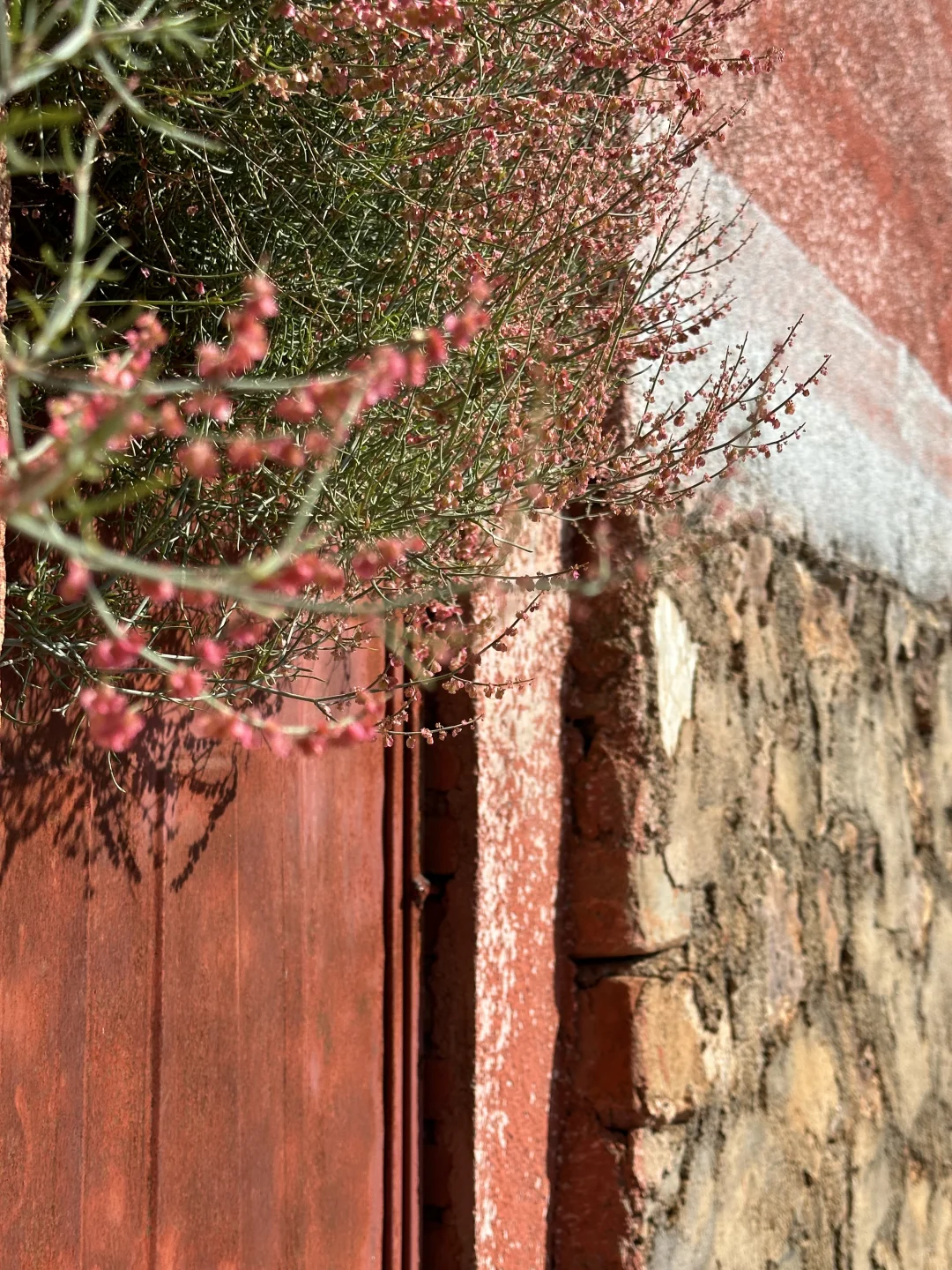 📍攀枝花22°c☀️的暖冬是成都人的最爱吧？