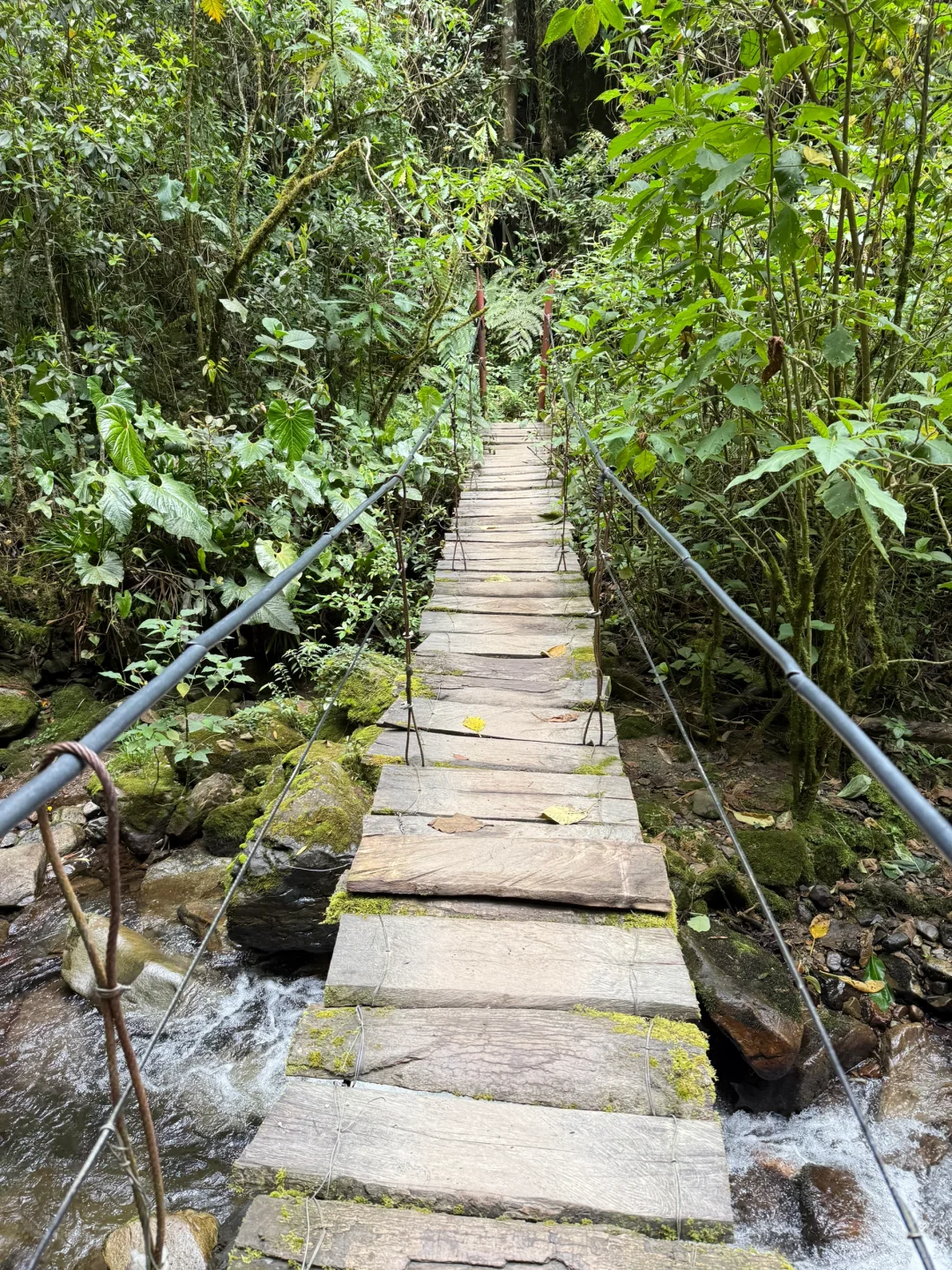 Valle de Cocora：南美的失落山谷