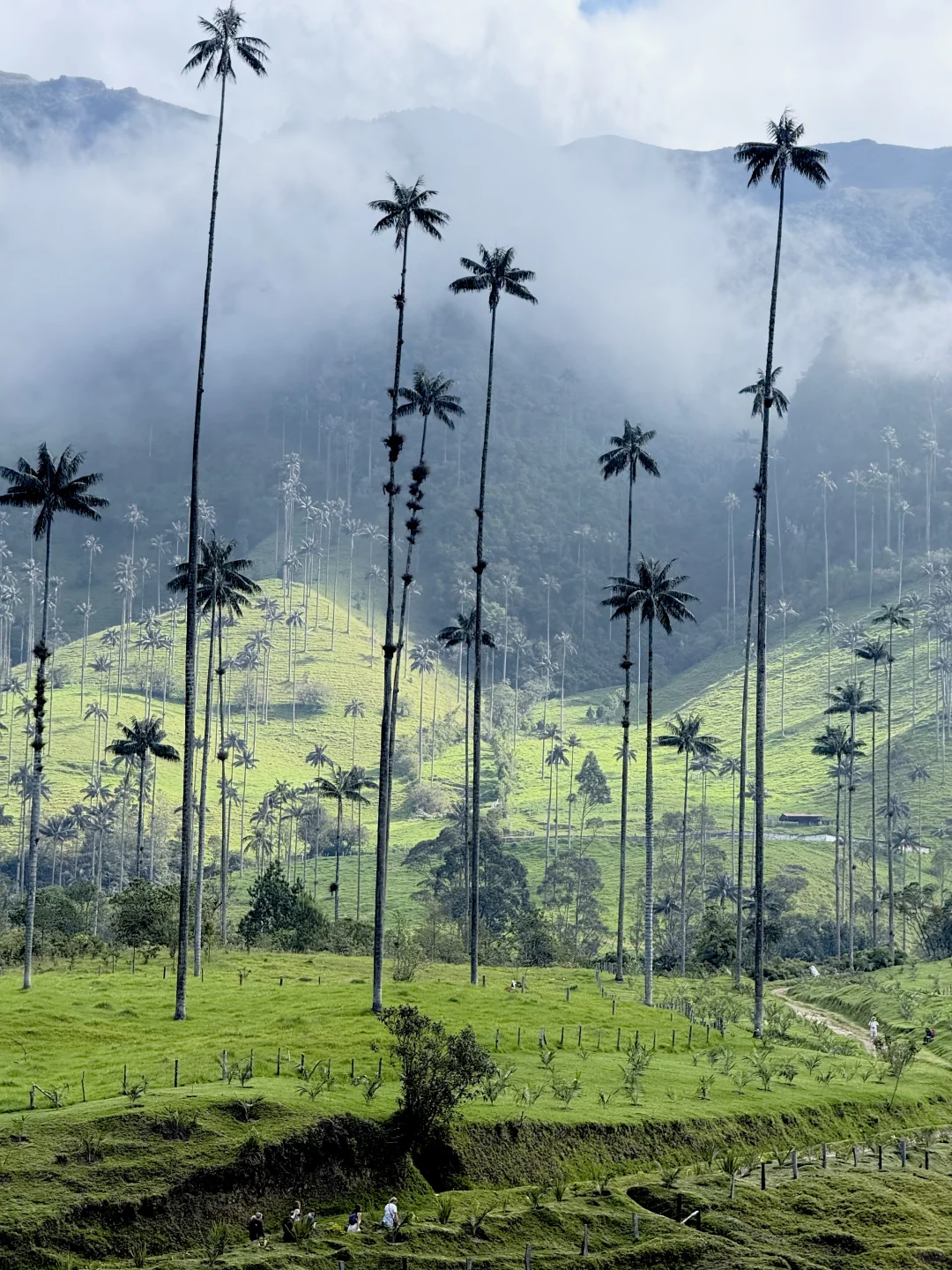 Valle de Cocora：南美的失落山谷