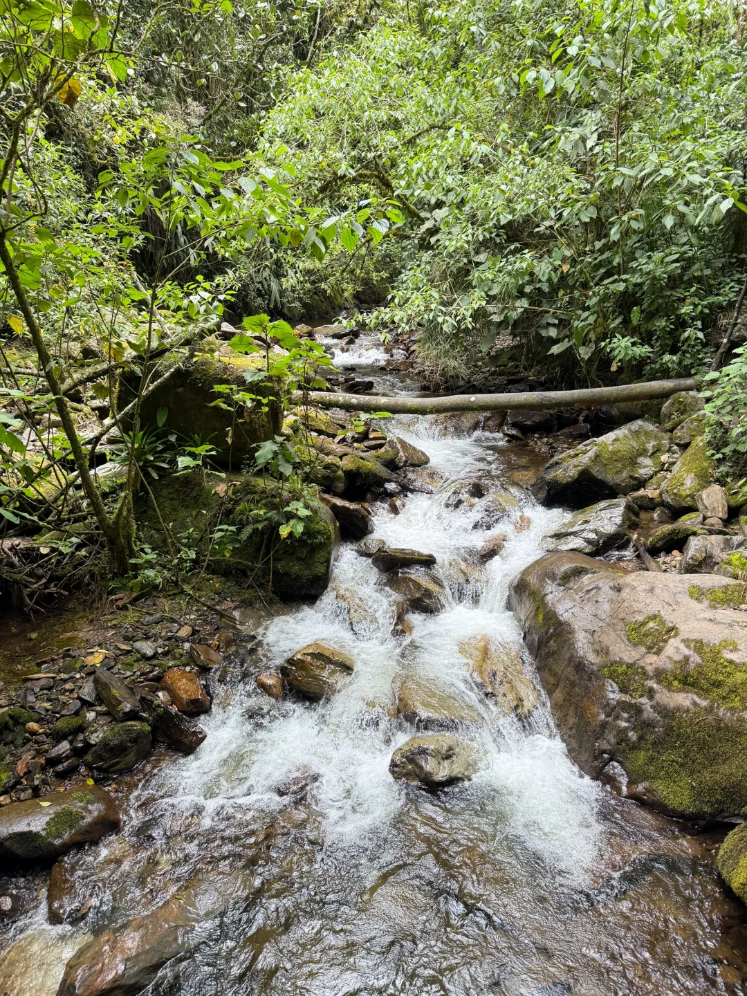 Valle de Cocora：南美的失落山谷