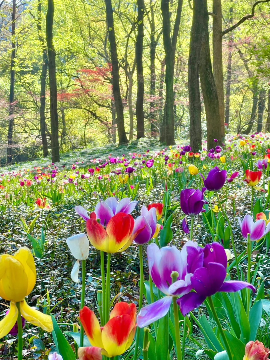 三月的杭州🌸这就是live图的意义吧
