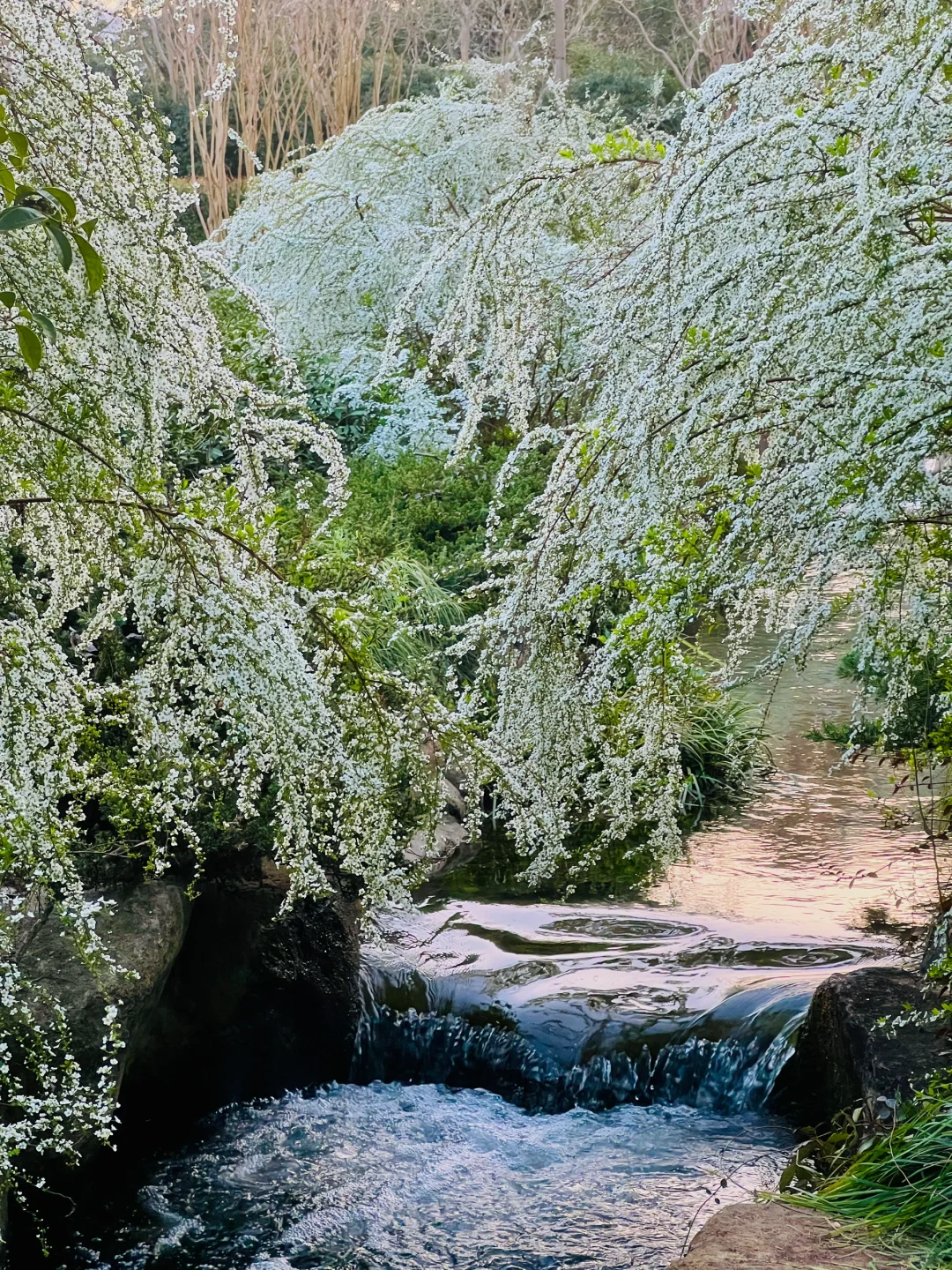 三月的杭州🌸这就是live图的意义吧