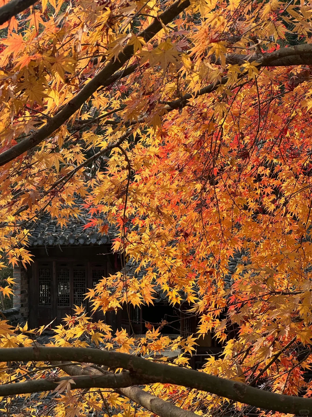 在婺源待了5年❗️❗给后面要来的姐妹建议