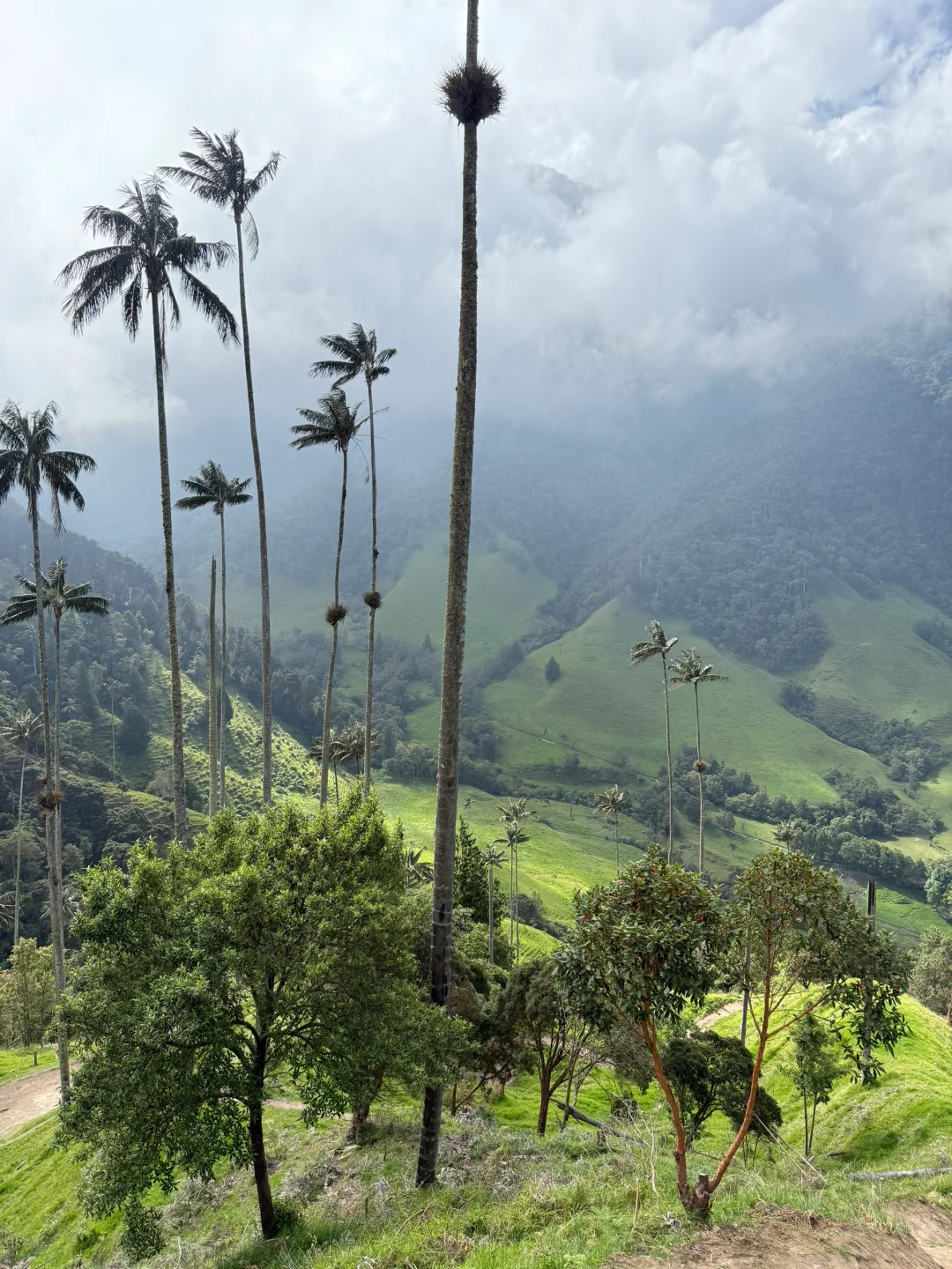 Valle de Cocora：南美的失落山谷