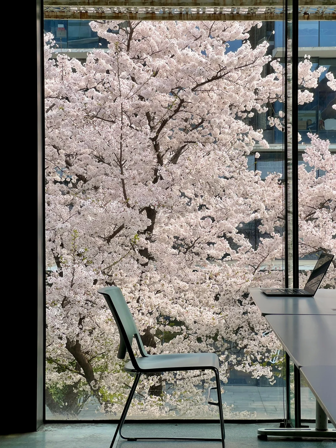 三月的杭州🌸这就是live图的意义吧