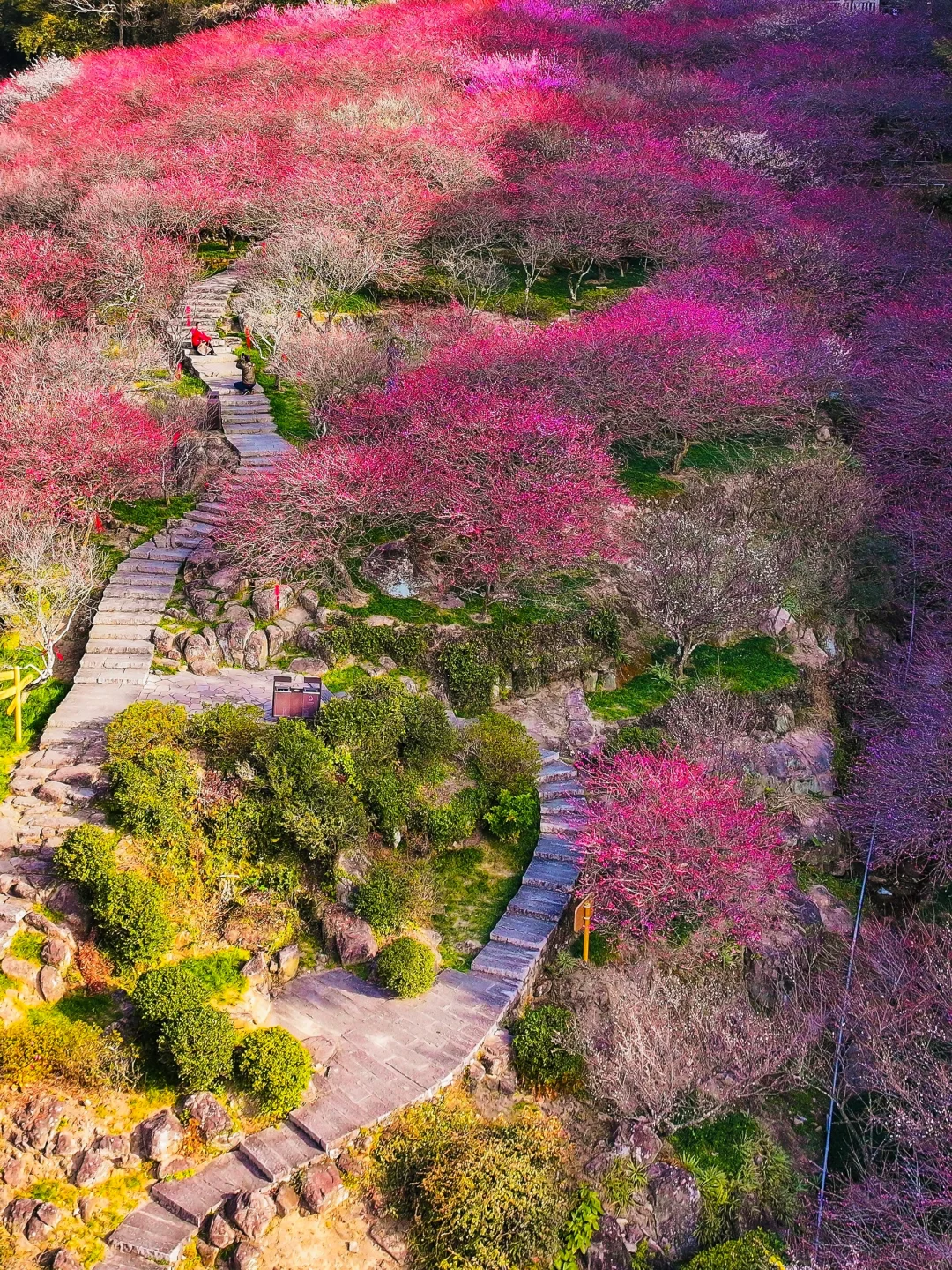 福州‼️十里梅花 🌸我刚好经过，你恰好盛开