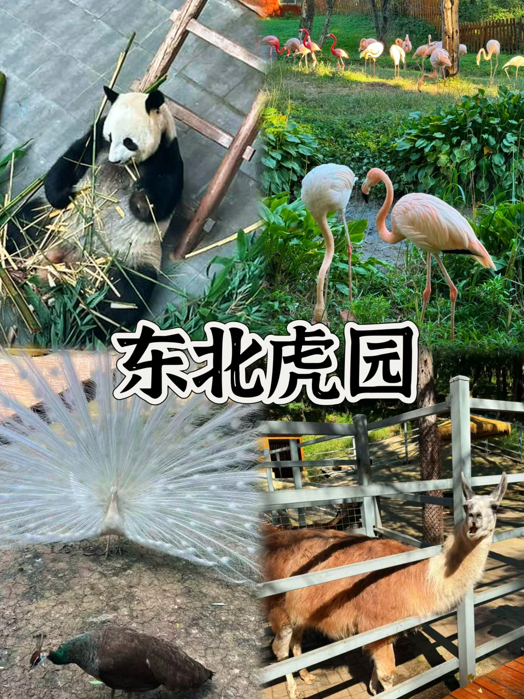 03女大📍长春/三天二夜精华版旅游攻略❗️