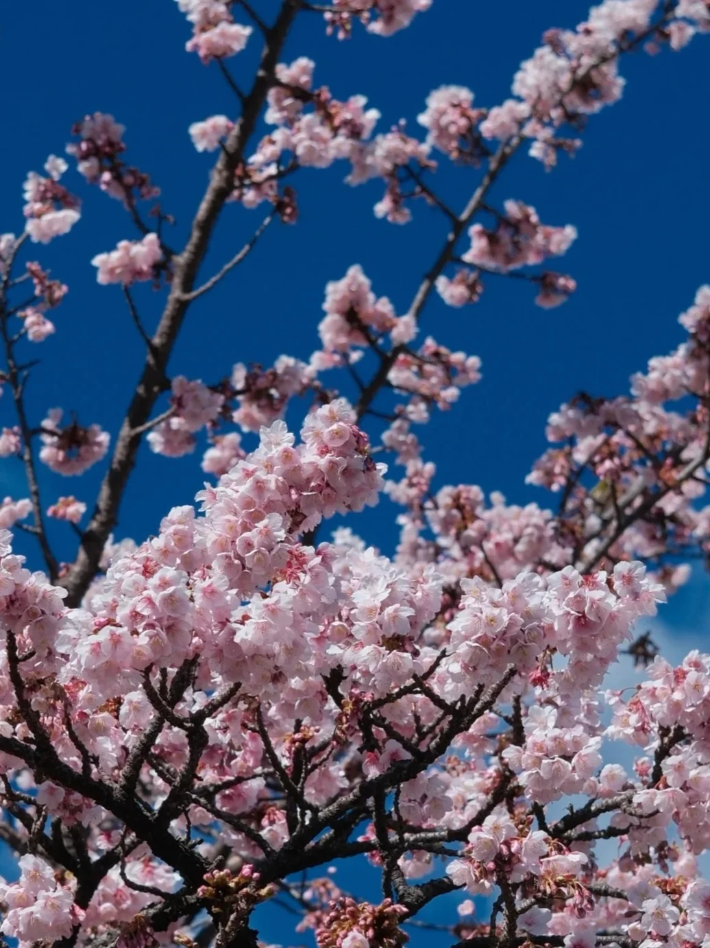 ⛩️日本伊豆🌸