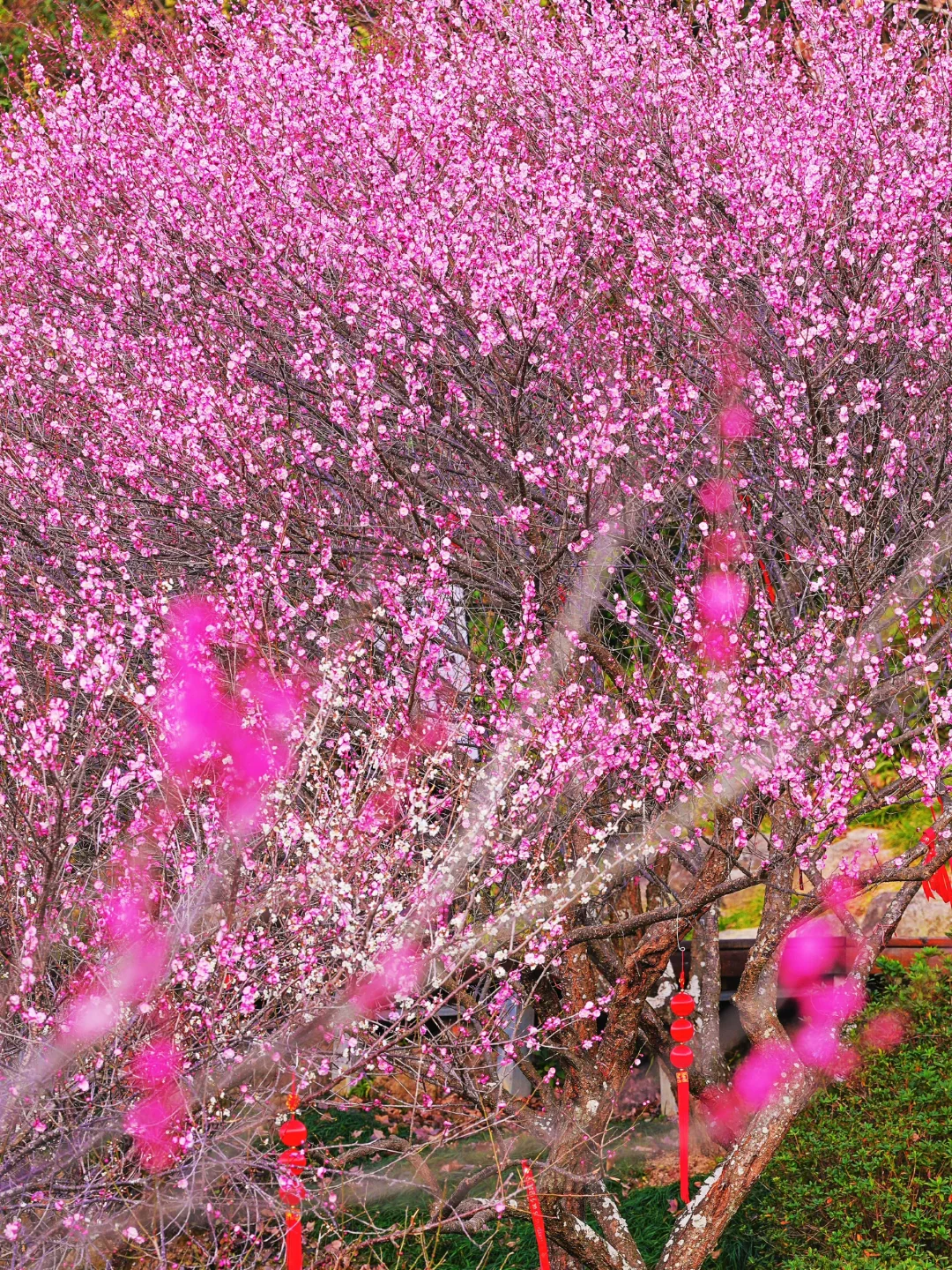 福州‼️十里梅花 🌸我刚好经过，你恰好盛开