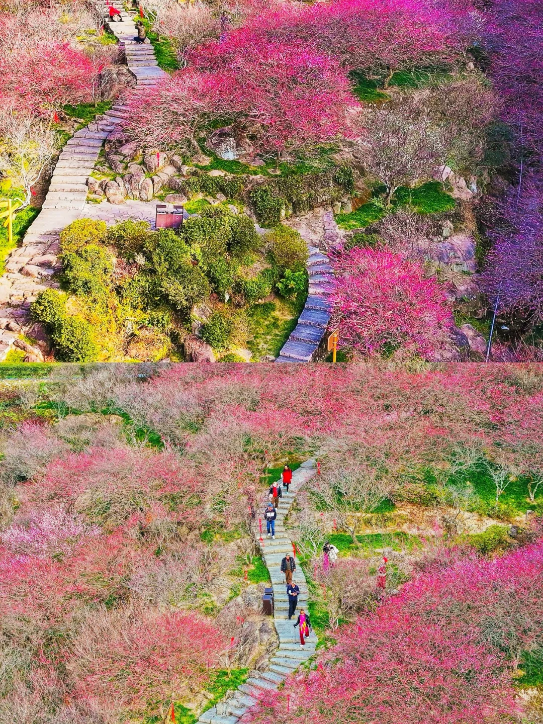 福州‼️十里梅花 🌸我刚好经过，你恰好盛开