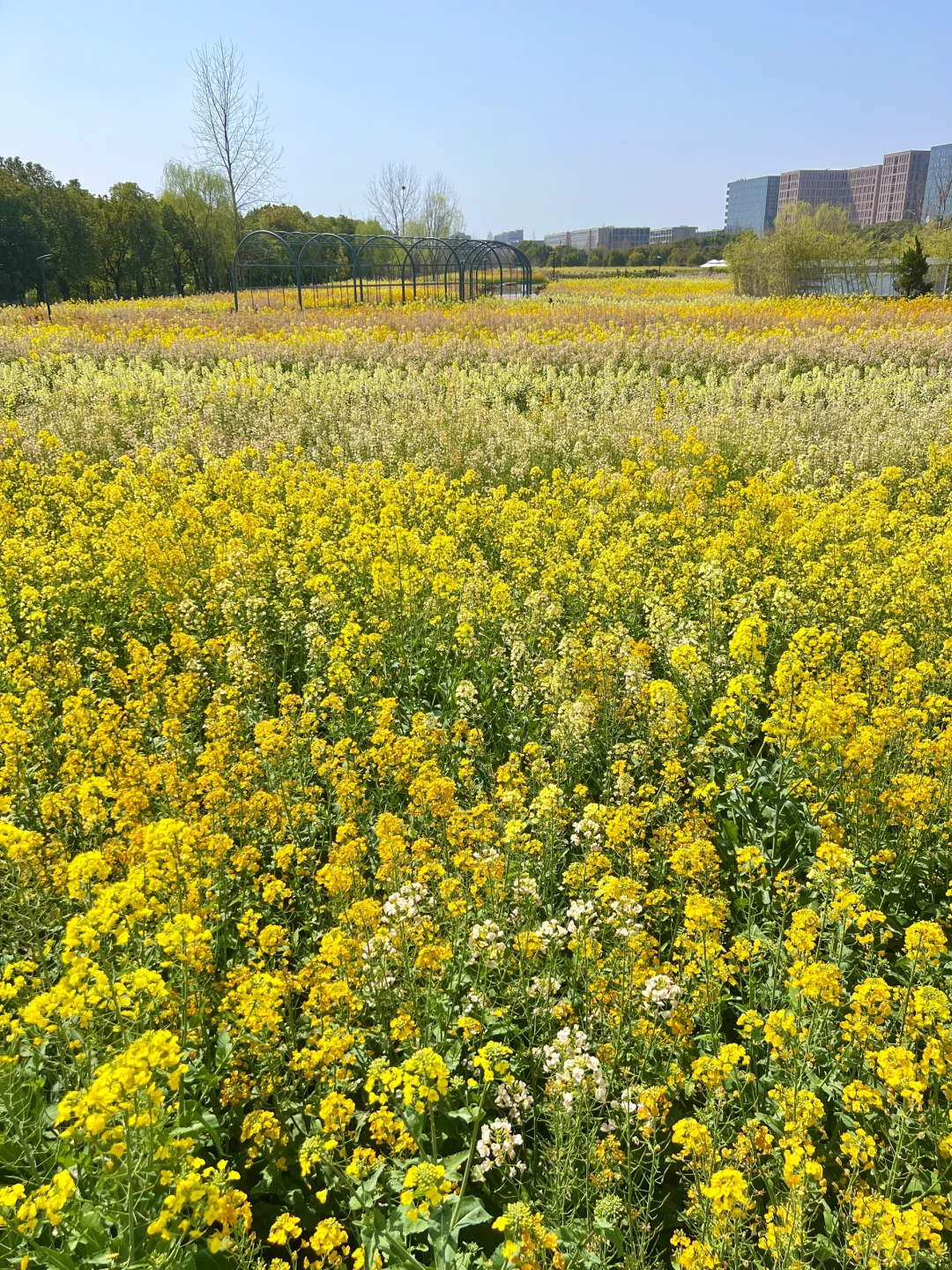三月的杭州🌸这就是live图的意义吧