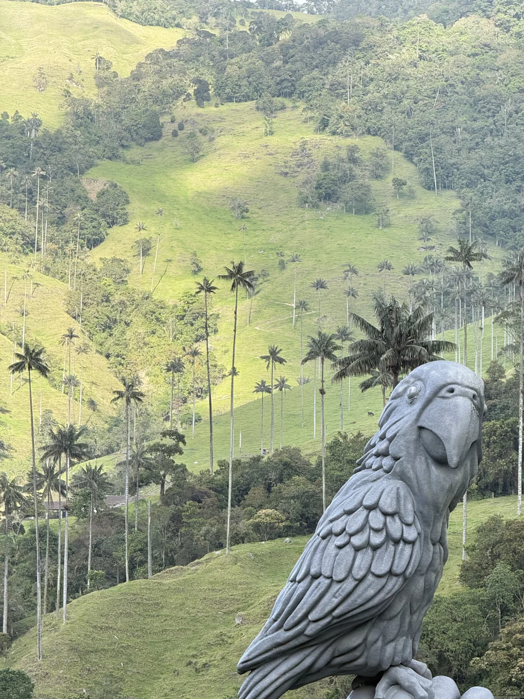 Valle de Cocora：南美的失落山谷